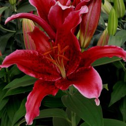 Lilium 'Red Flash'