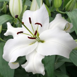 Lilium 'Santander'