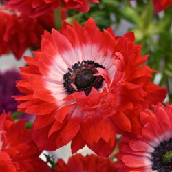 Anemone coronaria...