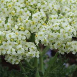 Crambe maritima