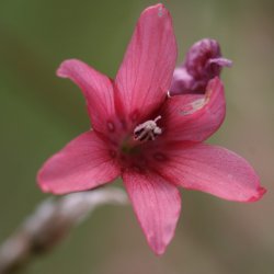 Dierama ambiguum