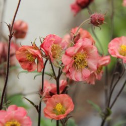 Geum 'Flames of Passion'