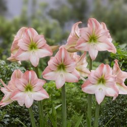 Park Amaryllis 'Fay' ®