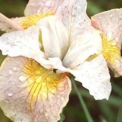 Iris sibirica 'Lemon Veil'