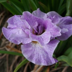 Iris sibirica 'Rigamarole'