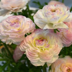 Ranunculus ELEGANCE®...