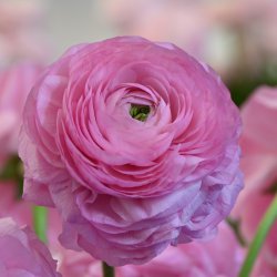 Ranunculus ELEGANCE® 'Rosa'