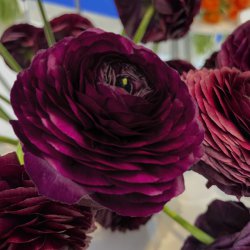 Ranunculus ELEGANCE® 'Nero'