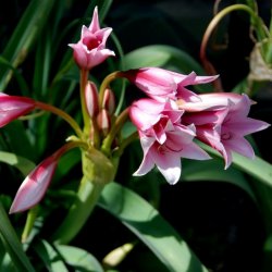 Crinum bulbispermum