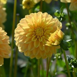 Dahlia 'Bocherel'