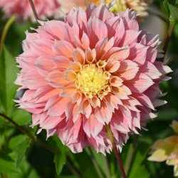 Dahlia 'Pink Impact'