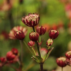 Astrantia 'Moulin Rouge'