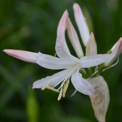 Nerine bowdenii 'Bioncé'