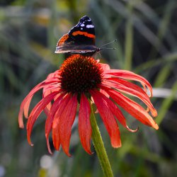 Echinacea 'Tomatosoup'