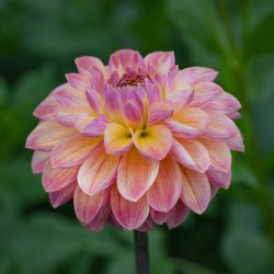 Dahlia 'Hapet Pastell'