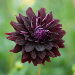 Dahlia 'Hollyhill Dark Beauty'