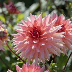 Dahlia 'Schneckenstein'