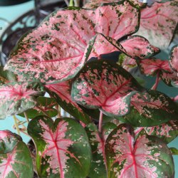 Caladium 'Pink Beauty'