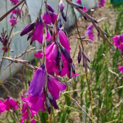 Dierama argyreum