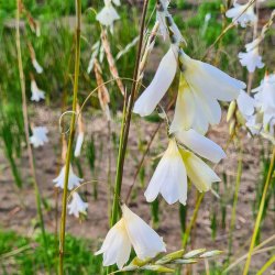 Dierama pulcherrimum var....