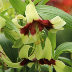 Lilium nepalense