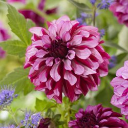 Dahlia 'Cranberry Classic'