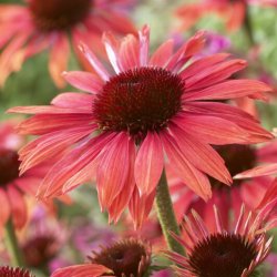 Echinacea 'Sundown'