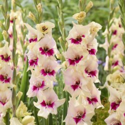 Gladiolus 'Amber Mistique'