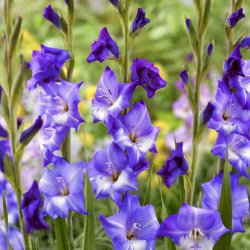 Gladiolus 'Nori'