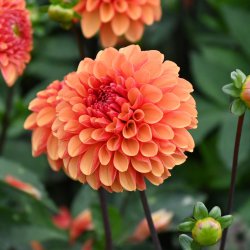 Dahlia 'American Sunset'