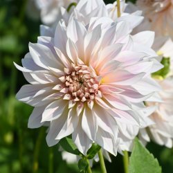 Dahlia 'Café au Lait'