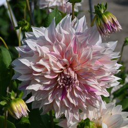 Dahlia 'Café au Lait Twist'