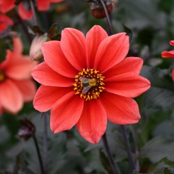 Dahlia 'Catherine Deneuve'