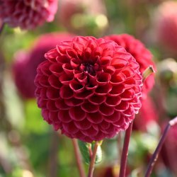 Dahlia 'Cornel'