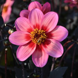 Dahlia 'Dahlegria Tricolore'