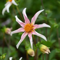 Dahlia 'Honka Fragile'