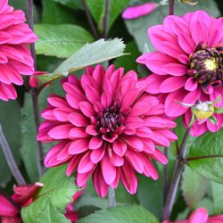 Dahlia 'Jennifer Mary Ellen'