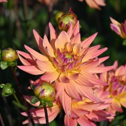 Dahlia 'Karma Corona' ®