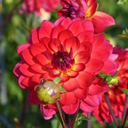 Dahlia 'Kilburn Glow'