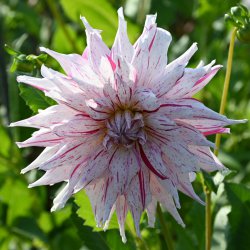 Dahlia 'Mick's Peppermint'