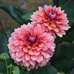 Dahlia 'Missis Dutch'