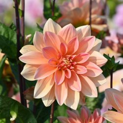 Dahlia 'Mister Frans'