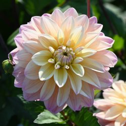 Dahlia 'Mondriaan'