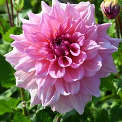 Dahlia 'Otto's Thrill'