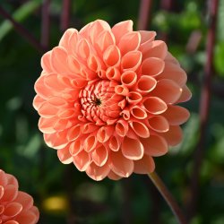 Dahlia 'Sylvia'