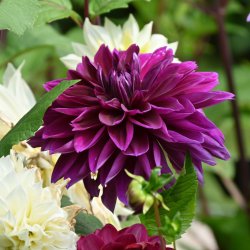 Dahlia 'Thomas A. Edison'