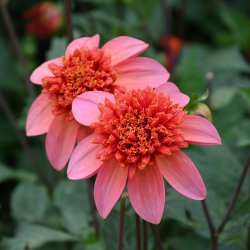 Dahlia 'Totally Tangerine'