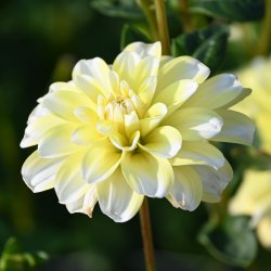 Dahlia 'Yellow Perception'