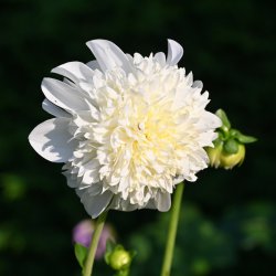 Dahlia 'Zahra'