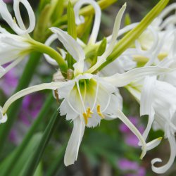 Hymenocallis festalis...